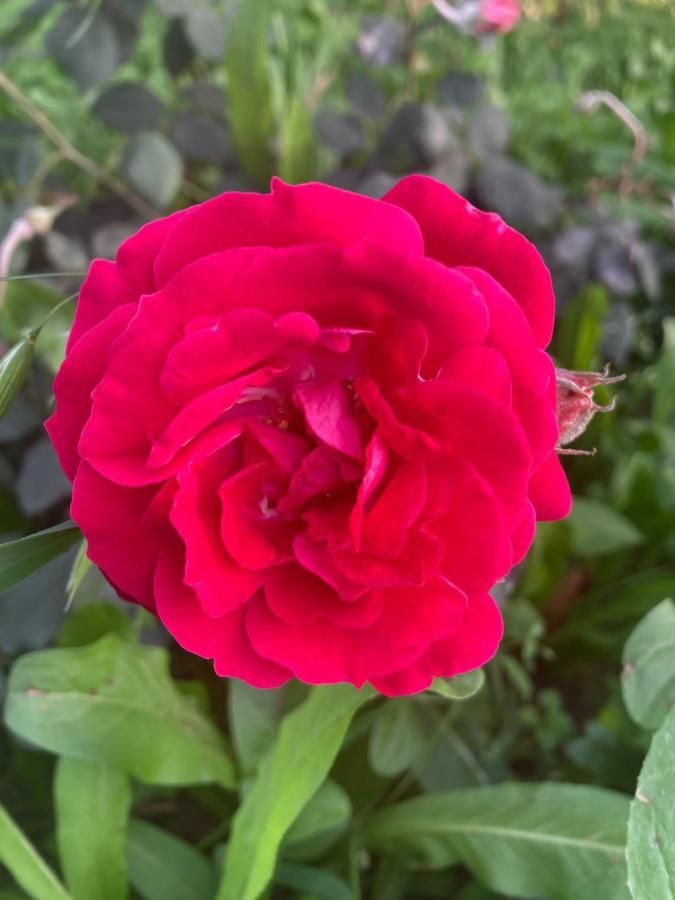 Hotel The Pushkar Flower المظهر الخارجي الصورة